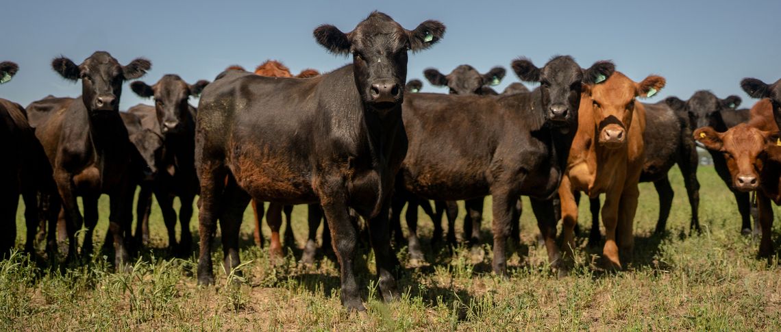 Sebastian Lopez Brach/Bloomberg via Getty Images Sebastian Lopez Brach/Bloomberg via Getty Images