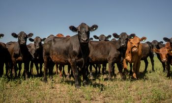 Sebastian Lopez Brach/Bloomberg via Getty Images